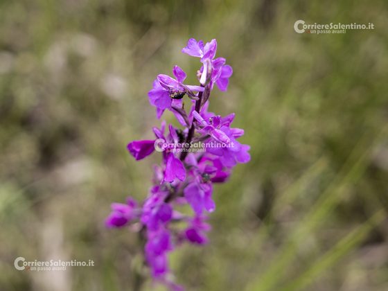 Domani la “Giornata delle Oasi 2020” alle Cesine: insieme per cambiare rotta - Corriere Salentino