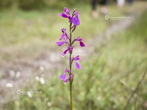 Domani la “Giornata delle Oasi 2020” alle Cesine: insieme per cambiare rotta - Corriere Salentino