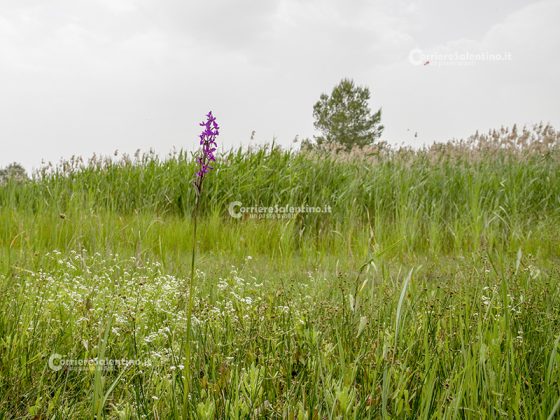 Domani la “Giornata delle Oasi 2020” alle Cesine: insieme per cambiare rotta - Corriere Salentino