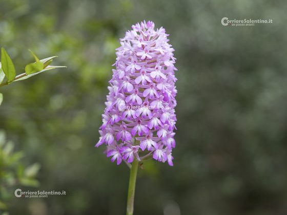 Domani la “Giornata delle Oasi 2020” alle Cesine: insieme per cambiare rotta - Corriere Salentino