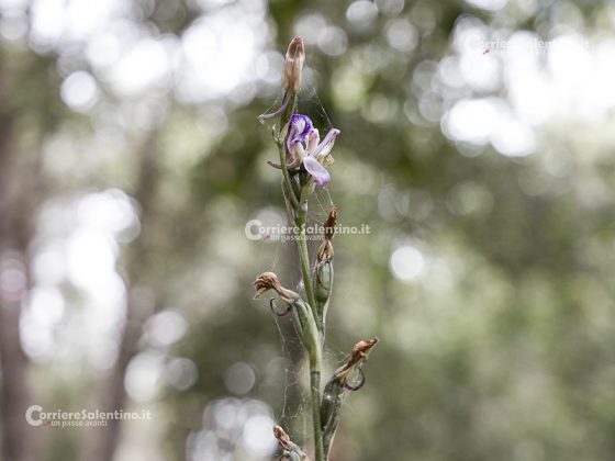 Domani la “Giornata delle Oasi 2020” alle Cesine: insieme per cambiare rotta - Corriere Salentino