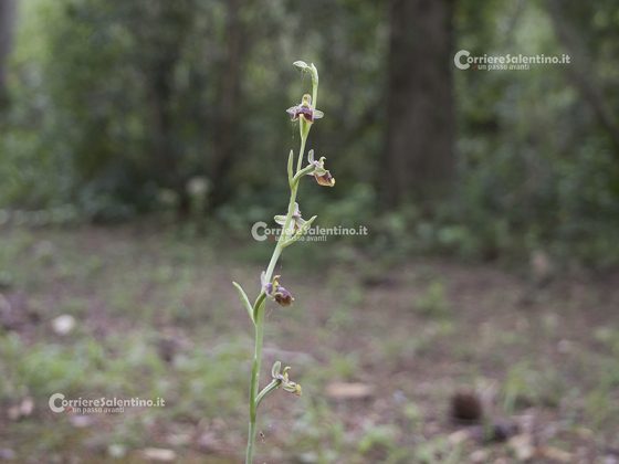 Domani la “Giornata delle Oasi 2020” alle Cesine: insieme per cambiare rotta - Corriere Salentino