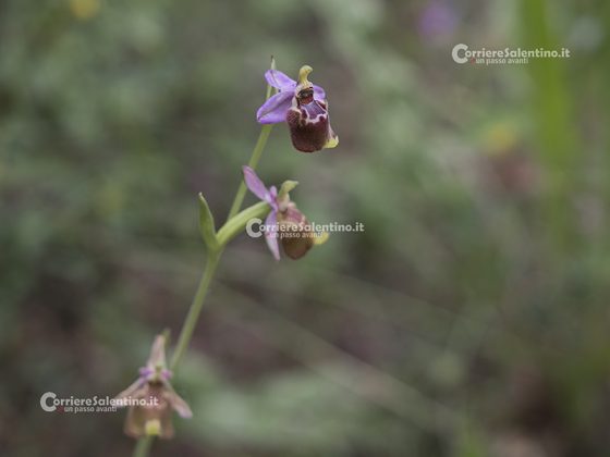 Domani la “Giornata delle Oasi 2020” alle Cesine: insieme per cambiare rotta - Corriere Salentino