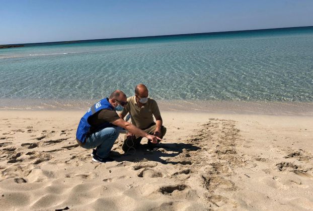 Amp Porto Cesareo e Torre Guaceto: impegno sinergico sulle coste sabbiose a tutela delle Caretta caretta - Corriere Salentino