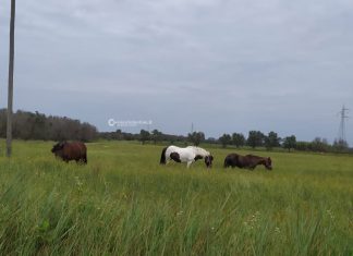 Tre cavalli in fuga da un maneggio scatenano il panico nel basso Salento