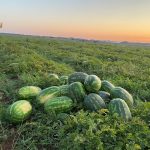 Razzìa di angurie nelle campagne di Nardò, due arresti dopo un inseguimento: in carcere - Corriere Salentino