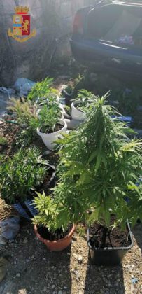 Notificano atti, scoprono un'auto rapinata e 50 piante di cannabis: sequestri nel campo "Panareo" - Corriere Salentino
