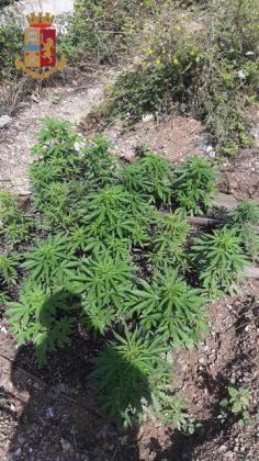 Notificano atti, scoprono un'auto rapinata e 50 piante di cannabis: sequestri nel campo "Panareo" - Corriere Salentino