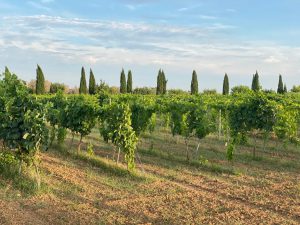 Nasce TEGing Puglia, le aziende fanno sistema e promuovono le eccellenze enogastronomiche del territorio - Corriere Salentino