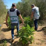 Maxi piantagione di "erba" nei pressi del campo Panareo, gli ospiti lanciano oggetti contro i finanzieri - Corriere Salentino