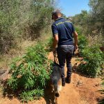 Maxi piantagione di "erba" nei pressi del campo Panareo, gli ospiti lanciano oggetti contro i finanzieri - Corriere Salentino