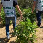 Maxi piantagione di "erba" nei pressi del campo Panareo, gli ospiti lanciano oggetti contro i finanzieri - Corriere Salentino