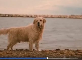 Al via la nuova campagna antiabbandono 2020 firmata ENPA Puglia