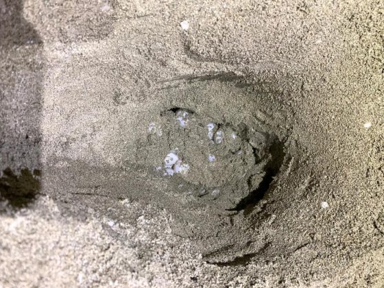 La Caretta caretta sceglie ancora il Salento, scoperto il settimo nido a Torre San Giovanni - Corriere Salentino