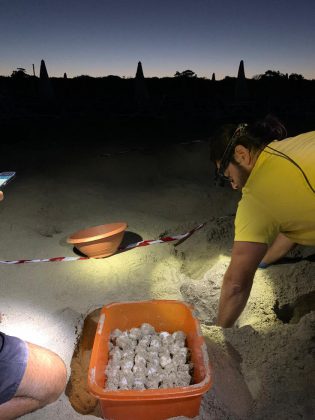 La Caretta caretta sceglie ancora il Salento, scoperto il settimo nido a Torre San Giovanni - Corriere Salentino