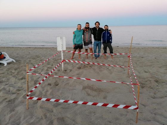 La Caretta caretta sceglie ancora il Salento, scoperto il settimo nido a Torre San Giovanni - Corriere Salentino