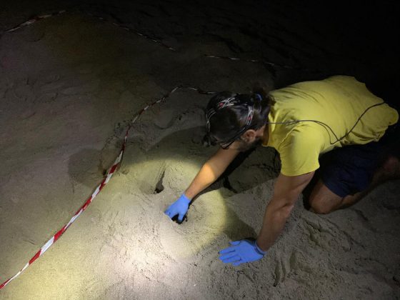 La Caretta caretta sceglie ancora il Salento, scoperto il settimo nido a Torre San Giovanni - Corriere Salentino