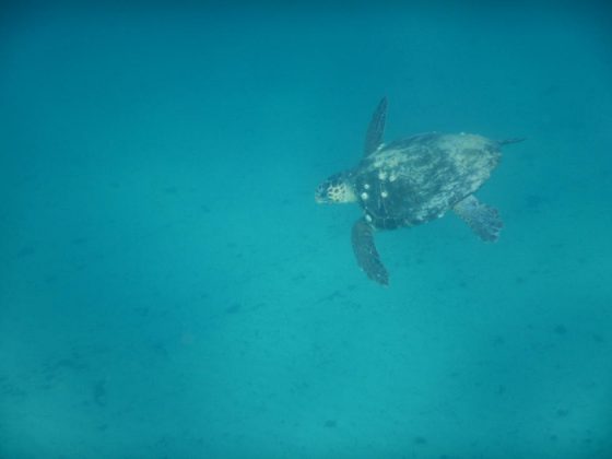 La Caretta caretta sceglie ancora il Salento, scoperto il settimo nido a Torre San Giovanni - Corriere Salentino