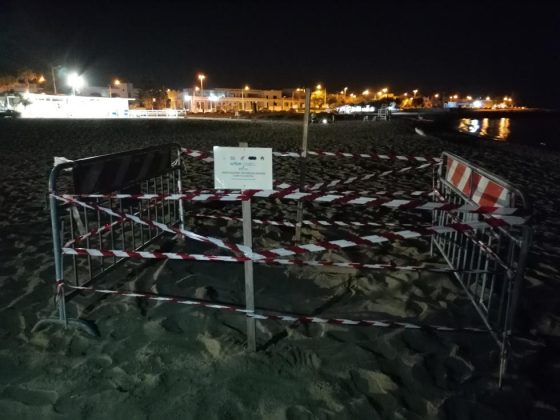 Una Tartaruga Caretta caretta nidifica sulla spiaggia di Lido Marini - Corriere Salentino