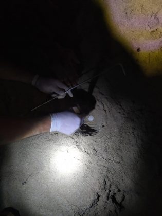 Una Tartaruga Caretta caretta nidifica sulla spiaggia di Lido Marini - Corriere Salentino