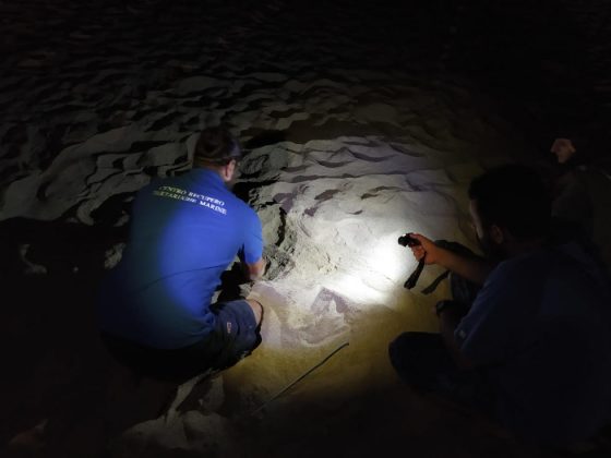 Una Tartaruga Caretta caretta nidifica sulla spiaggia di Lido Marini - Corriere Salentino