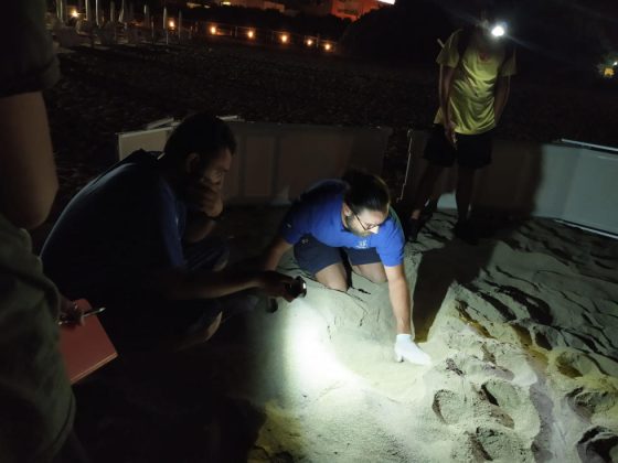 Una Tartaruga Caretta caretta nidifica sulla spiaggia di Lido Marini - Corriere Salentino