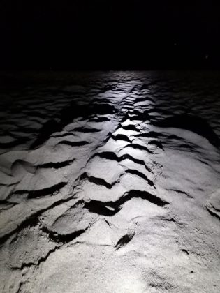 Una Tartaruga Caretta caretta nidifica sulla spiaggia di Lido Marini - Corriere Salentino