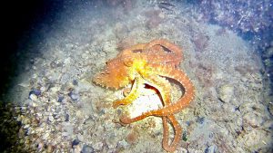 Nei mari del Salento: il polpo - Corriere Salentino