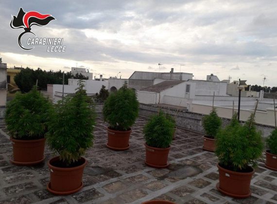 Sul terrazzo una serra di marijuana, in casa tre chili di droga: incensurato finisce ai domiciliari - Corriere Salentino