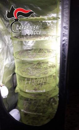 Sul terrazzo una serra di marijuana, in casa tre chili di droga: incensurato finisce ai domiciliari - Corriere Salentino
