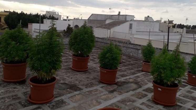 Sul terrazzo una serra di marijuana, in casa tre chili di droga: incensurato finisce ai domiciliari - Corriere Salentino