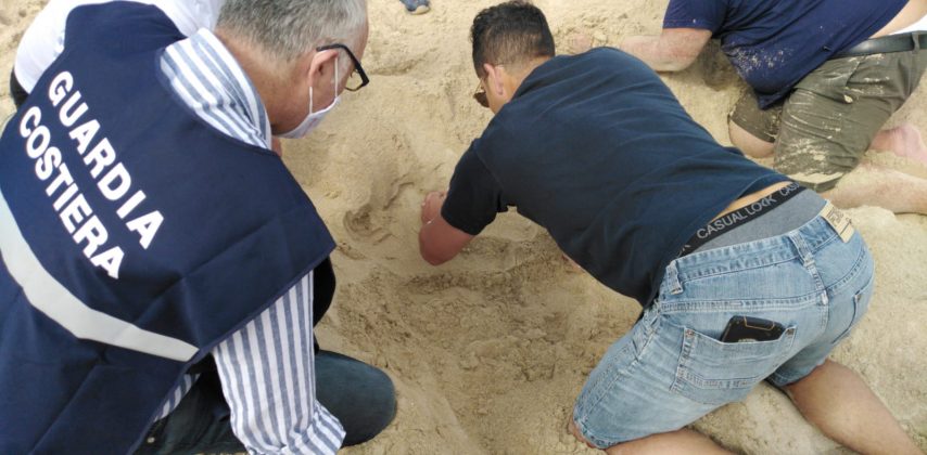 Tartaruga Caretta Caretta nidifica sul litorale ionico: è la prima volta del 2020. Sito messo in sicurezza - Corriere Salentino