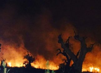 Incendio nelle campagne di Gallipoli, Specolizzi: “Epilogo inevitabile con le politiche di Emiliano”