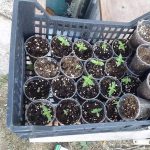 Blitz nel campo "Panareo": allacci abusivi e piante di marijuana. Sequestri e 18 denunce - Corriere Salentino