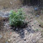 Blitz nel campo "Panareo": allacci abusivi e piante di marijuana. Sequestri e 18 denunce - Corriere Salentino