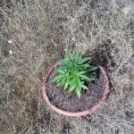 Blitz nel campo "Panareo": allacci abusivi e piante di marijuana. Sequestri e 18 denunce - Corriere Salentino