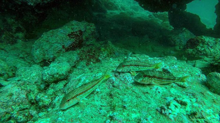 Nei mari del Salento: la triglia - Corriere Salentino