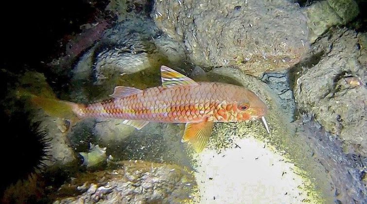 Nei mari del Salento: la triglia - Corriere Salentino