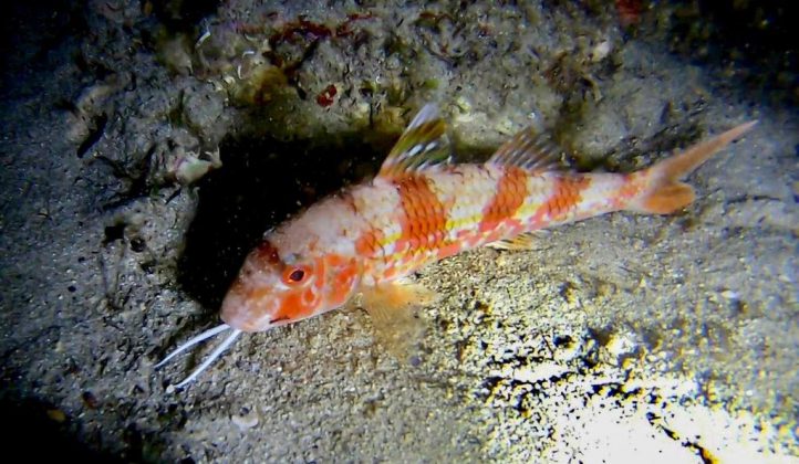 Nei mari del Salento: la triglia - Corriere Salentino