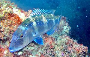 Nei mari del Salento: il dentice - Corriere Salentino