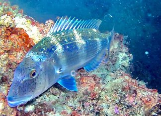 Salvaguardia del mare, Minerva: necessaria una Zona di Tutela Biologica