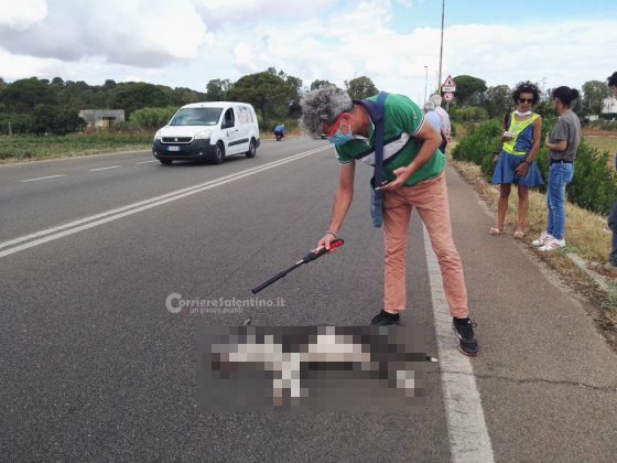 Audi colpisce un pitbull sbucato sulla provinciale, tamponamento a catena e traffico in tilt - Corriere Salentino