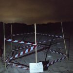 Le tartarughe preferiscono il Salento: scoperto il nono nido dall'inizio dell'estate - Corriere Salentino