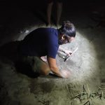 Le tartarughe preferiscono il Salento: scoperto il nono nido dall'inizio dell'estate - Corriere Salentino