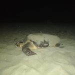 Le tartarughe preferiscono il Salento: scoperto il nono nido dall'inizio dell'estate - Corriere Salentino