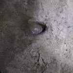 Le tartarughe preferiscono il Salento: scoperto il nono nido dall'inizio dell'estate - Corriere Salentino