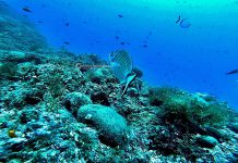 Ambiente - Corriere Salentino