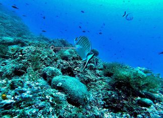 La fauna marina del Salento patrimonio di biodiversità
