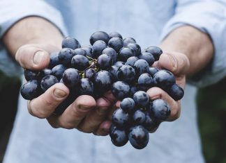 Vendemmia, al via il taglio dei grappoli di ‘primitivo’ tra i più amati dagli italiani