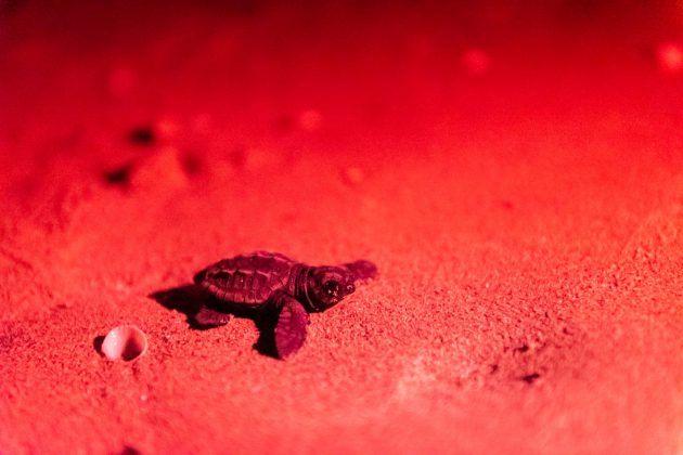 Nascono le prime tartarughine "salentine", tredici esemplari raggiungono il mare - Corriere Salentino